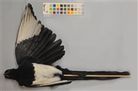 藏品(喜鵲)的圖片